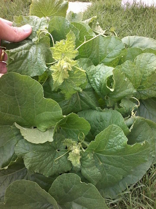 เจ๋งได้อีก ! ปลูกเมลอนระโยงระยาง เป็นสวนบนทาวน์เฮ้าส์