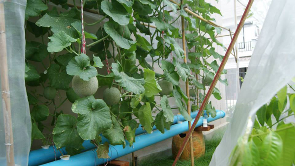 เจ๋งได้อีก ! ปลูกเมลอนระโยงระยาง เป็นสวนบนทาวน์เฮ้าส์