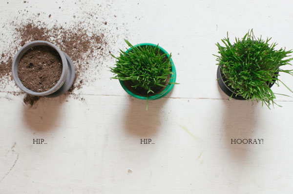 D.I.Y. กระถางต้นไม้หลากสี สวยปิ๊งใน 3 ขั้นตอน