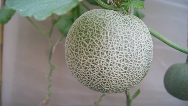 เจ๋งได้อีก ! ปลูกเมลอนระโยงระยาง เป็นสวนบนทาวน์เฮ้าส์