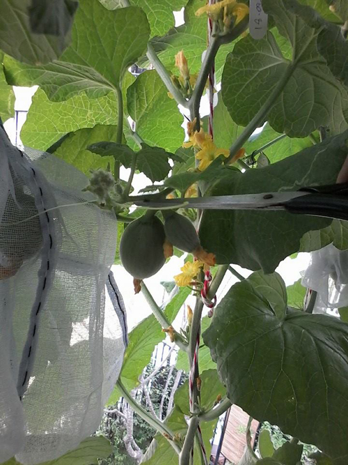 เจ๋งได้อีก ! ปลูกเมลอนระโยงระยาง เป็นสวนบนทาวน์เฮ้าส์