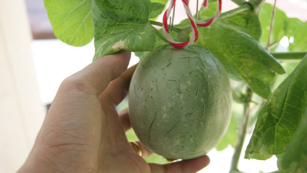 เจ๋งได้อีก ! ปลูกเมลอนระโยงระยาง เป็นสวนบนทาวน์เฮ้าส์