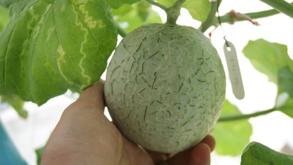 เจ๋งได้อีก ! ปลูกเมลอนระโยงระยาง เป็นสวนบนทาวน์เฮ้าส์