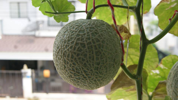 เจ๋งได้อีก ! ปลูกเมลอนระโยงระยาง เป็นสวนบนทาวน์เฮ้าส์