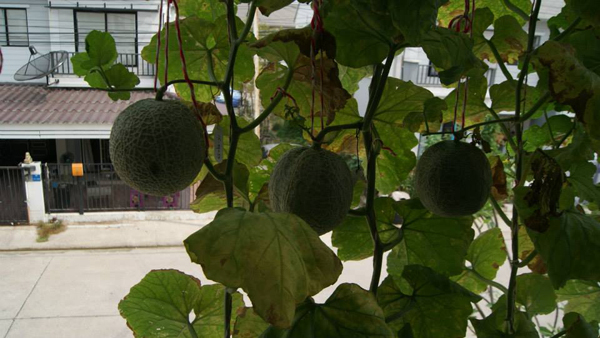 เจ๋งได้อีก ! ปลูกเมลอนระโยงระยาง เป็นสวนบนทาวน์เฮ้าส์