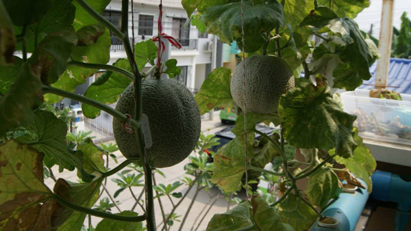 เจ๋งได้อีก ! ปลูกเมลอนระโยงระยาง เป็นสวนบนทาวน์เฮ้าส์