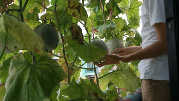 เจ๋งได้อีก ! ปลูกเมลอนระโยงระยาง เป็นสวนบนทาวน์เฮ้าส์