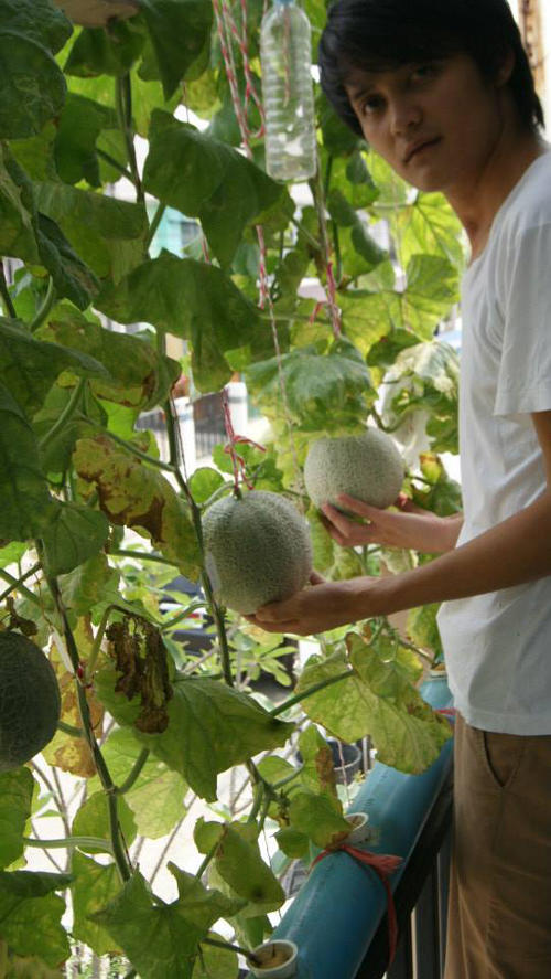 เจ๋งได้อีก ! ปลูกเมลอนระโยงระยาง เป็นสวนบนทาวน์เฮ้าส์