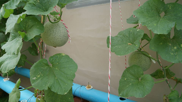 เจ๋งได้อีก ! ปลูกเมลอนระโยงระยาง เป็นสวนบนทาวน์เฮ้าส์