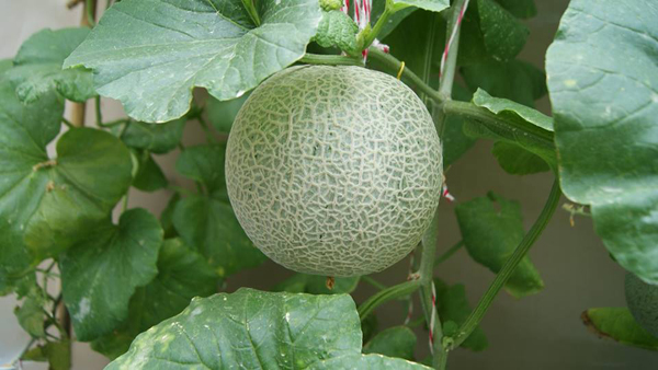 เจ๋งได้อีก ! ปลูกเมลอนระโยงระยาง เป็นสวนบนทาวน์เฮ้าส์