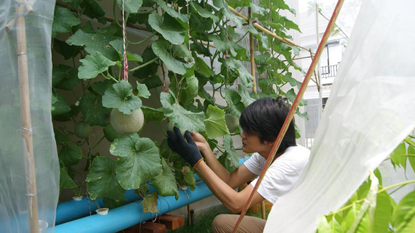 เจ๋งได้อีก ! ปลูกเมลอนระโยงระยาง เป็นสวนบนทาวน์เฮ้าส์