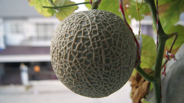 เจ๋งได้อีก ! ปลูกเมลอนระโยงระยาง เป็นสวนบนทาวน์เฮ้าส์