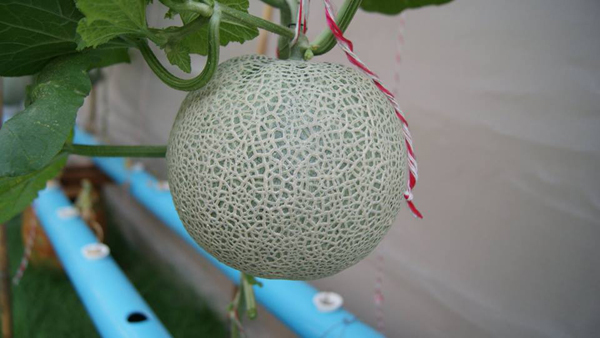 เจ๋งได้อีก ! ปลูกเมลอนระโยงระยาง เป็นสวนบนทาวน์เฮ้าส์