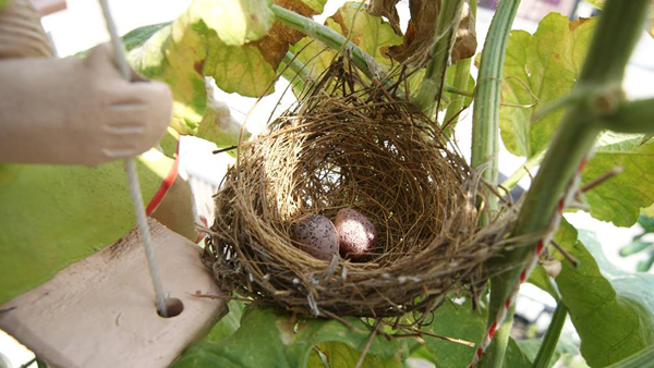 เจ๋งได้อีก ! ปลูกเมลอนระโยงระยาง เป็นสวนบนทาวน์เฮ้าส์