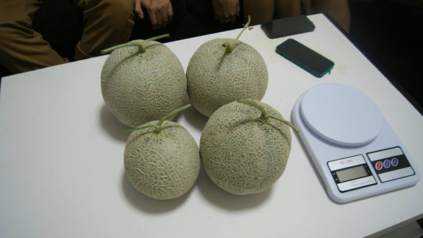 เจ๋งได้อีก ! ปลูกเมลอนระโยงระยาง เป็นสวนบนทาวน์เฮ้าส์