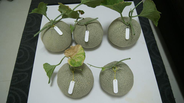 เจ๋งได้อีก ! ปลูกเมลอนระโยงระยาง เป็นสวนบนทาวน์เฮ้าส์