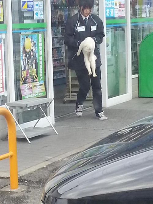 แมวญี่ปุ่นทวงคืนความไว้ใจ ไม่ยอมล้ำเส้นเข้าร้านสะดวกซื้อ