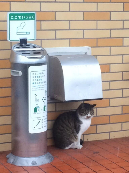 แมวญี่ปุ่นทวงคืนความไว้ใจ ไม่ยอมล้ำเส้นเข้าร้านสะดวกซื้อ