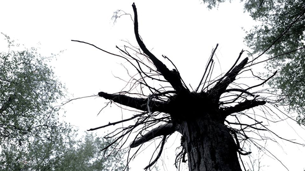 ตัวอย่างแรก Exists หนังสยองขวัญจากผู้สร้าง Blair Witch Project