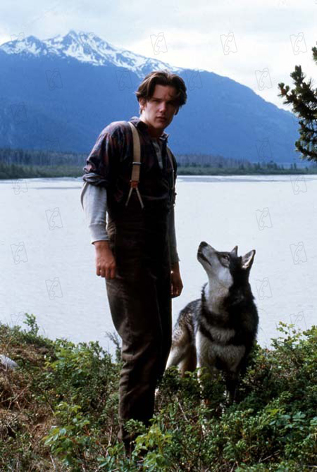 ดิสนีย์ เตรียมรีเมค White Fang หนังคลาสสิกแห่งปี 1991