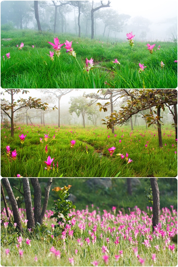 ทุ่งดอกกระเจียว