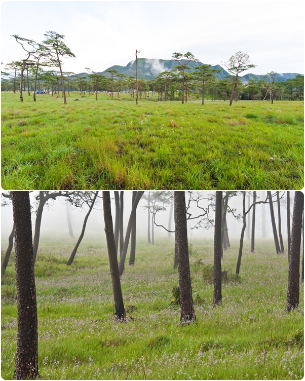 ภูสอยดาว