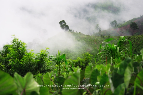 ดอยอ่างขาง