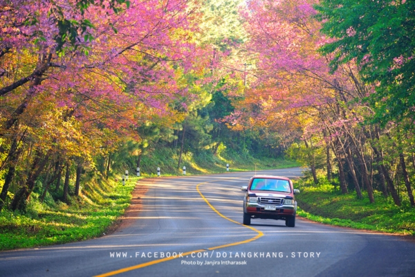 ดอยอ่างขาง