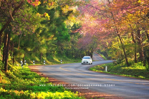 ดอยอ่างขาง