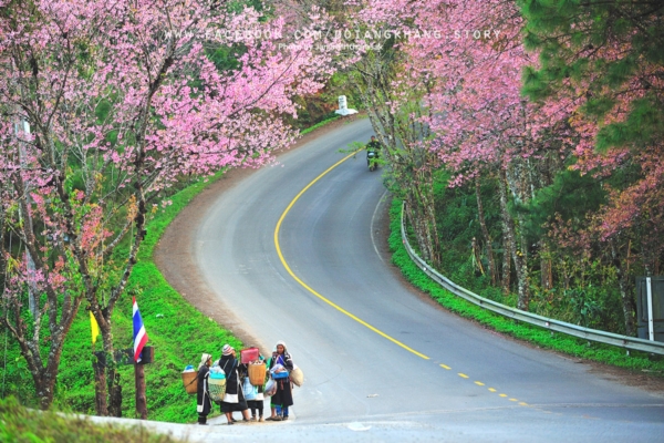 ดอยอ่างขาง