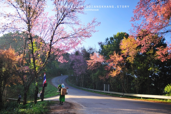 ดอยอ่างขาง