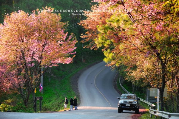 ดอยอ่างขาง