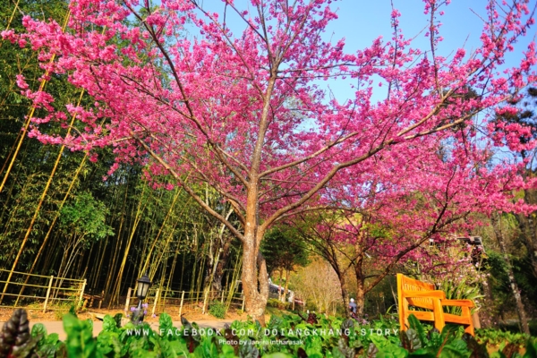 ดอยอ่างขาง