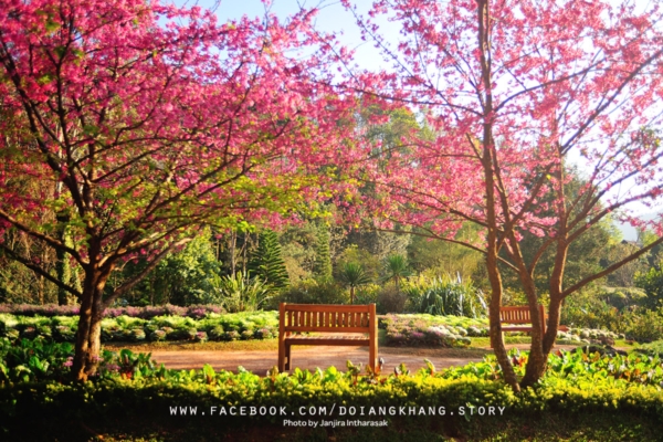 ดอยอ่างขาง