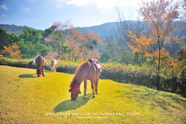 ดอยอ่างขาง