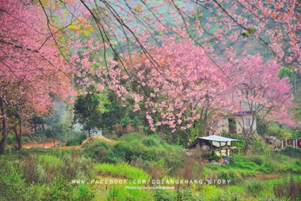 ดอยอ่างขาง