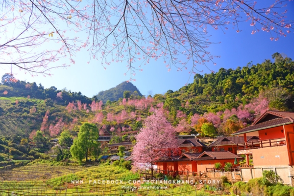 ดอยอ่างขาง