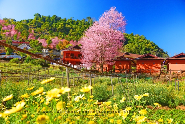 ดอยอ่างขาง