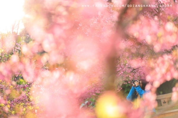 ดอยอ่างขาง