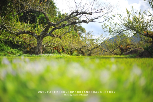 ดอยอ่างขาง