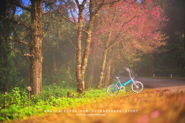 ดอยอ่างขาง