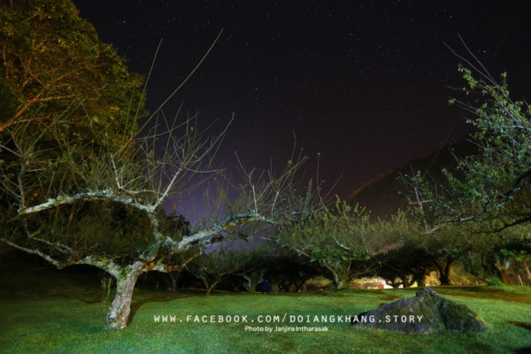 ดอยอ่างขาง