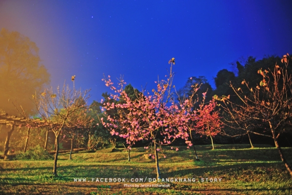 ดอยอ่างขาง