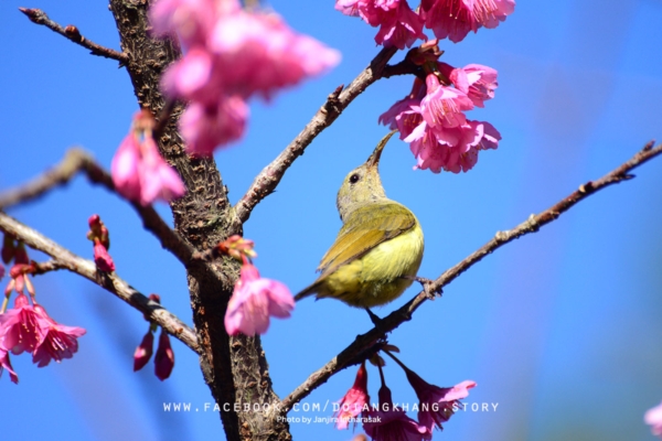 ดอยอ่างขาง