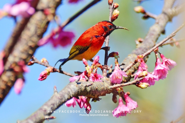 ดอยอ่างขาง