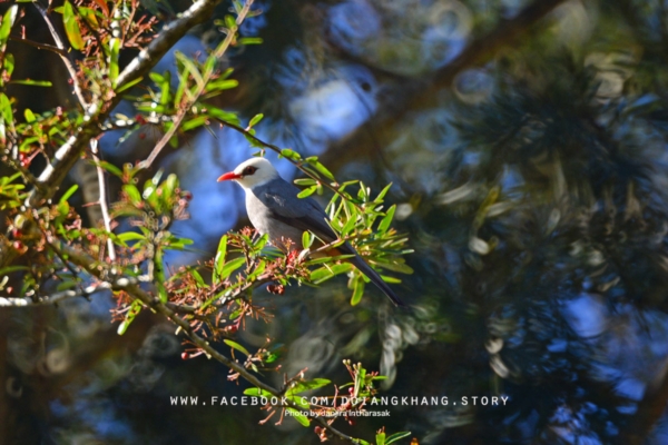 ดอยอ่างขาง