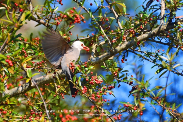 ดอยอ่างขาง