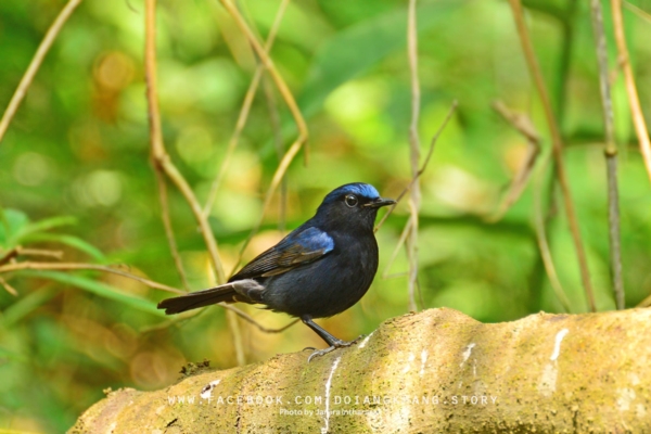 ดอยอ่างขาง