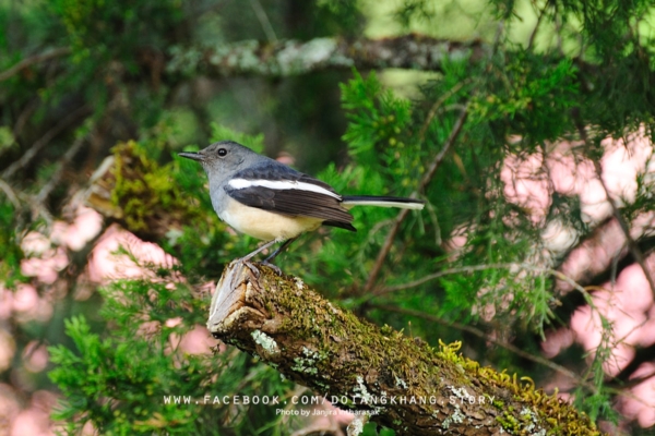 ดอยอ่างขาง