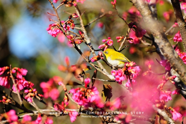 ดอยอ่างขาง